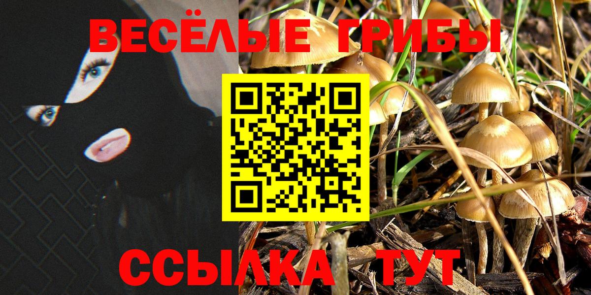 Псилоцибиновые грибы Psilocybine cubensis Сальск